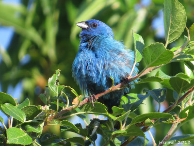 Passerin indigo - Indigo Bunting