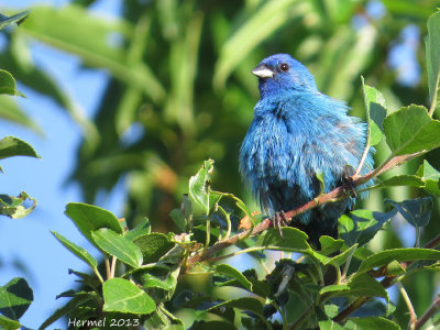 Passerin indigo - Indigo Bunting