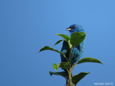 Passerin indigo - Indigo Bunting