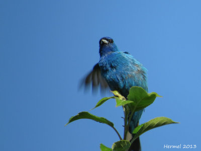 Passerin indigo - Indigo Bunting