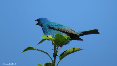 Passerin indigo - Indigo Bunting