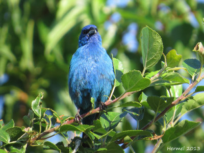 Passerin indigo - Indigo Bunting