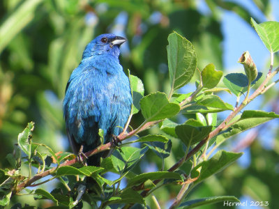 Passerin indigo - Indigo Bunting