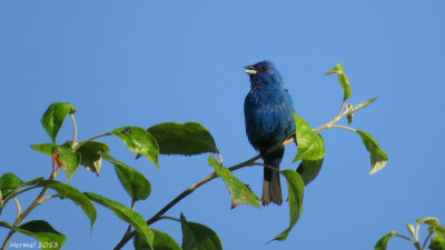 Passerin indigo - Indigo Bunting