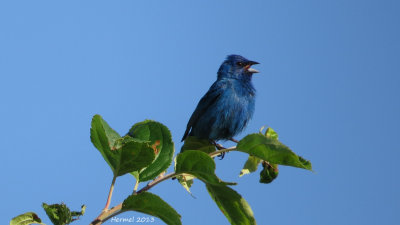 Passerin indigo - Indigo Bunting