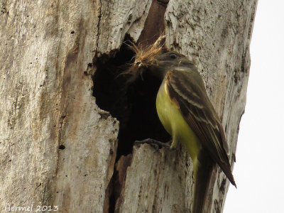 Tyran hupp - Great-crested Flycatcher