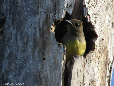 Tyran hupp - Great-crested Flycatcher