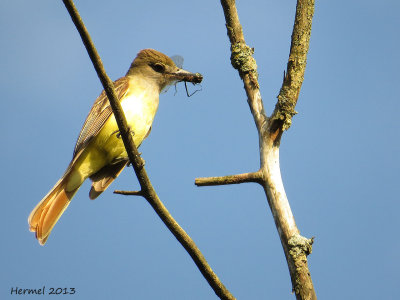 Tyran hupp - Great-crested Flycatcher