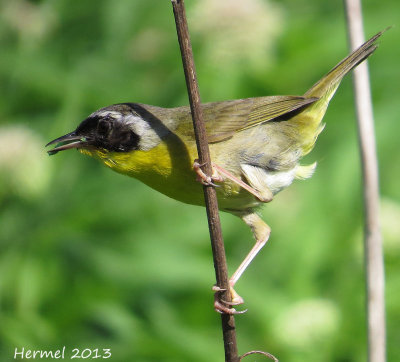 Paruline masque - Common Yellowthroat