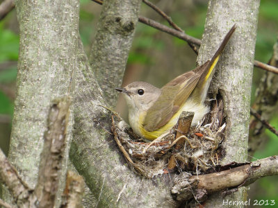 Paruline flamboyante - American Redstart