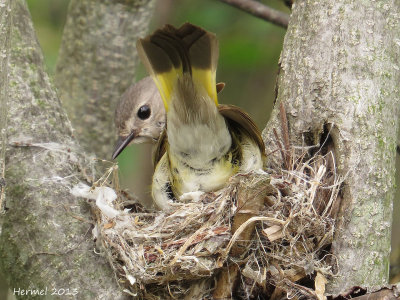 Paruline flamboyante - American Redstart