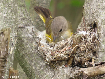 Paruline flamboyante - American Redstart