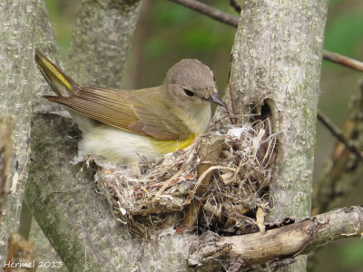 Paruline flamboyante - American Redstart