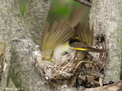 Paruline flamboyante - American Redstart