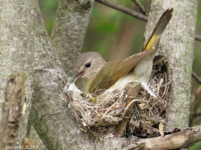 Paruline flamboyante - American Redstart