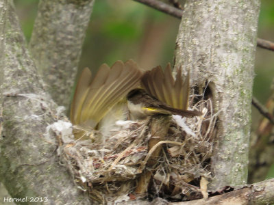 Paruline flamboyante - American Redstart