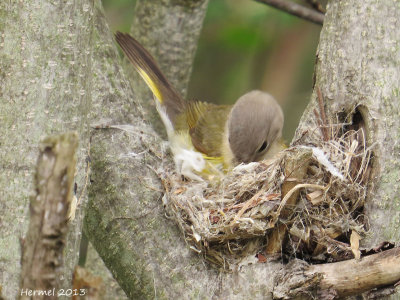 Paruline flamboyante - American Redstart