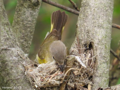 Paruline flamboyante - American Redstart