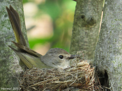 Paruline flamboyante - American Redstart