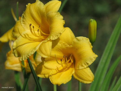 Hmrocalle - Daylily