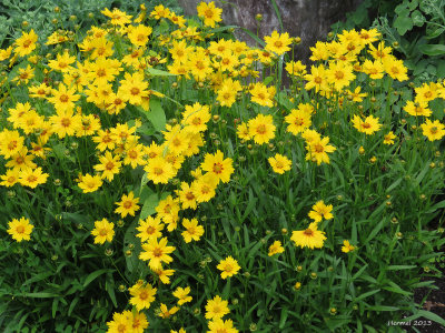 Coreopsis