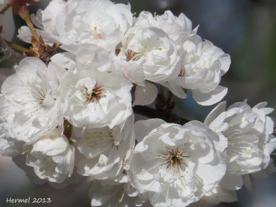 Fleur de cerisier - Cherry blossom