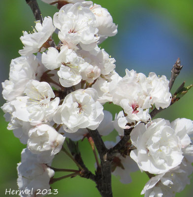 Fleur de cerisier - Cherry blossom