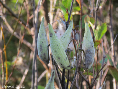 Asclpiade - Milkweed