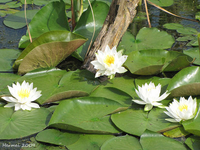 Nnuphares - Water Lily