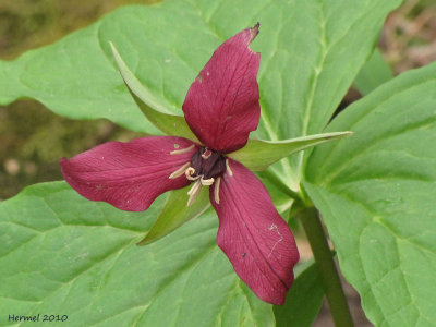 Trille rouge - Red trillium