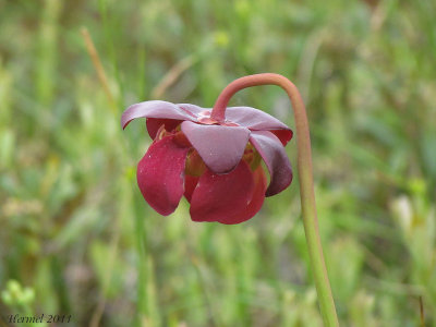 Sarracnie - Sarracenia