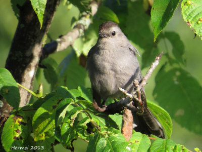 Moqueur chat - imm - Gray catbird