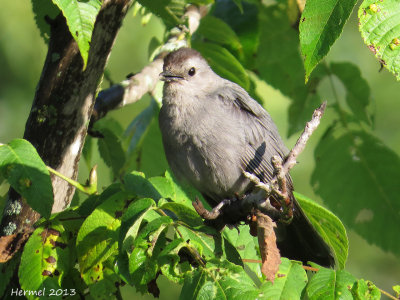 Moqueur chat - imm - Gray catbird