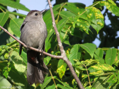 Moqueur chat - imm - Gray catbird