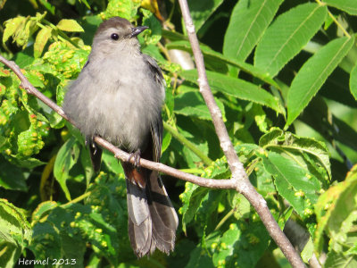 Moqueur chat - imm - Gray catbird