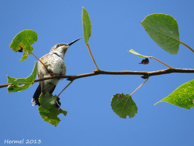 Colibri  gorge rubis - Ruby-throated Hummingbird