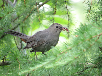 Moqueur-chat - Gray Catbird