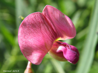 Pois de senteur - Sweetpea