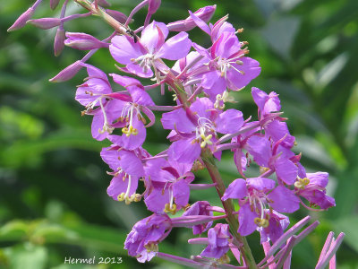 pilobe - Fireweed