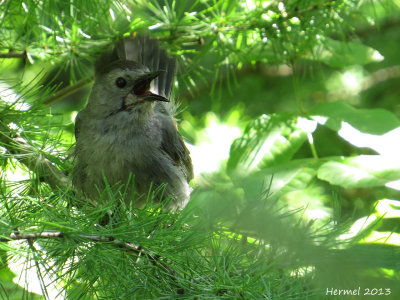 Moqueur chat - imm - Gray Catbird