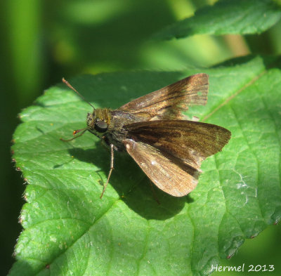 Hespérie - Skipper