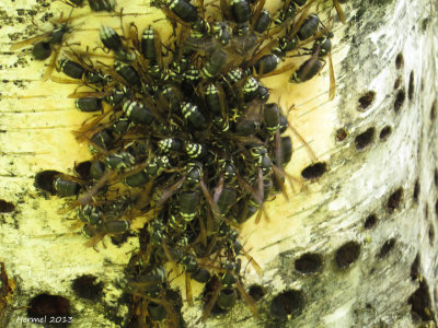 Frelons à taches blanches - Bald-faced hornet-Dolichovespula maculata .jpg