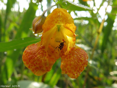 Impatiente du cap - Common Jewelweed