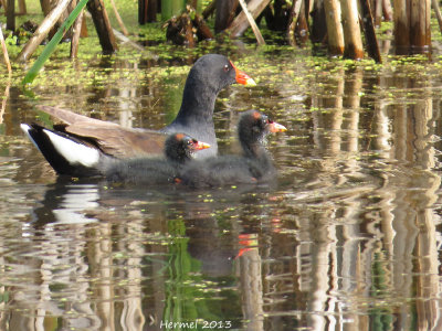 Gallinule - Common Moorhen