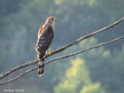 pervier de Cooper - Juv - Cooper's Hawk