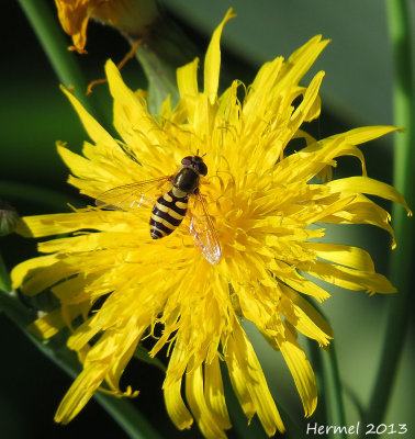 Syrphe - Hoverfly
