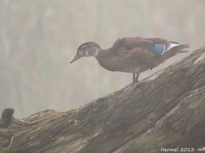 Canard branchu - L'amour dans la brume matinale - Wood Duck - Love in the morning fog