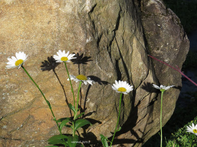 Marguerite et son ombre - Daisy and its shadow
