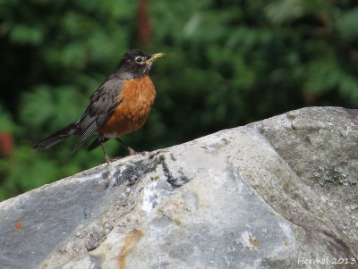 Merle d'Amrique -  American Robin