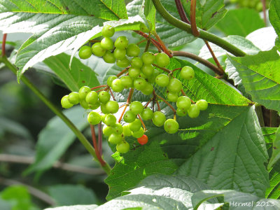 Viorne trilobe (Pimbina) - High bush Cranberry